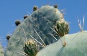 Hoe om te achterhalen wat voor soort Cactus hebt