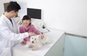 Het gebruik van Albendazol bij honden