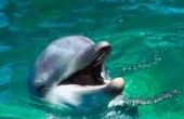 Hoe groot Is een dolfijn Baby?