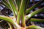 Heb alle Aloe planten medicinale eigenschappen?