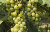 How to Grow Niagara druif Vines
