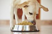 Een lijst van voedingsmiddelen die goed voor honden zijn