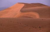 Planten van de Namib woestijn