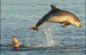 Hoe om te zwemmen met dolfijnen in Cyprus