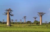 Baobab boom feiten