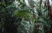Parasieten in het regenwoud