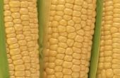 Wat te doen met overrijpe maïs