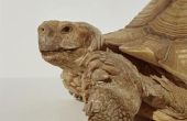 Hoe de zorg voor een Sulcata Tortoise