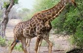 Hoe lang leeft een Giraffe?