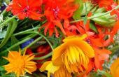 Ideeën voor goedkope bloem Centerpieces