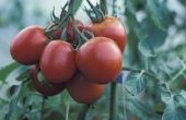 Een huis remedie voor tomaat Blossom Rot