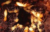 Hoe lang duurt het om te doden termieten?