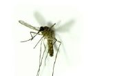 How to Get Rid van muggen met huishoudelijke producten
