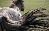 Meest effectieve Aarsmade behandeling voor paarden