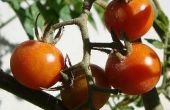 How to Grow Tomaten in een zak