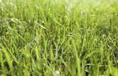 Wat te doen met stro nadat gras groeit?