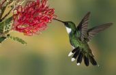Levenscyclus van de kolibrie