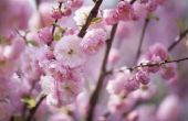 How to Plant roze bloeiende amandel struiken