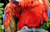 Koude Remedies voor Macaws
