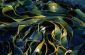 Bijwerkingen van het nemen van Kelp-supplementen