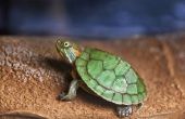 Hoe herken ik een jongen schildpad afgezien van een meisje-schildpad