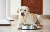 Hoe maak je eigengemaakte hondevoer om gewicht te verliezen