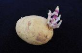 How to Plant aardappel gekiemde zaden