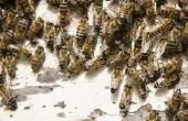 How to Get Rid van Carpenter Bees saai