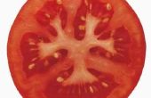Hoe te dehydrateren gesneden tomaten
