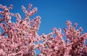 Soorten bomen van de kersenbloesem