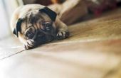 How to Stop honden uit jammeren & huilen