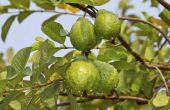 How to Grow een Guava boom