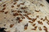 Home Remedies voor rode mieren in huis