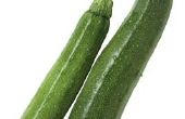 How to Grow courgette hydrocultuur