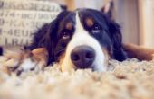 Bijwerkingen van Doxycycline voor honden