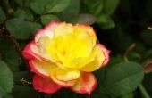 How to Care for Indoor Mini Roses
