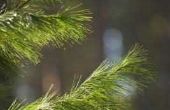 Allelopatie in Pine bomen