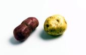 Wanneer te planten rode aardappelen in Mississippi