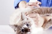 Veilige antibiotica voor katten