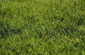 Texas Lawn Care Tips