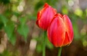 How to Take Care van tulpen na de bloei