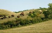 Welke hulpmiddelen heeft de Sioux gebruik?