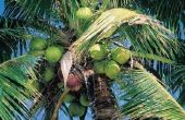 Wanneer zijn kokosnoten rijp in Florida?