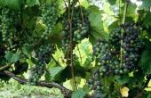 Druiven voor zuidelijke klimaten
