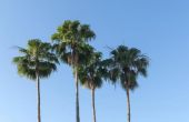 Mexicaanse Fan Palm Tree verzorging
