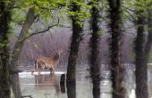 How to Hunt van de herten in de regen