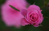 Hoe Rose bloemblaadjes om vers te houden