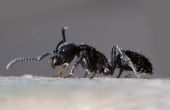 Hoe te doden de mieren met boorzuur