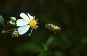 Natuurlijke honingbij afstotend