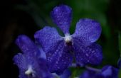 De betekenis van de blauwe orchideeën